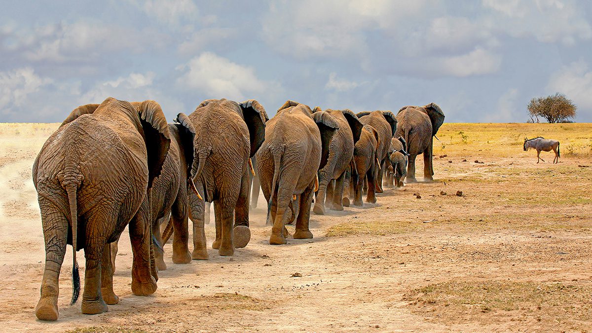 Elephants in Search of Water