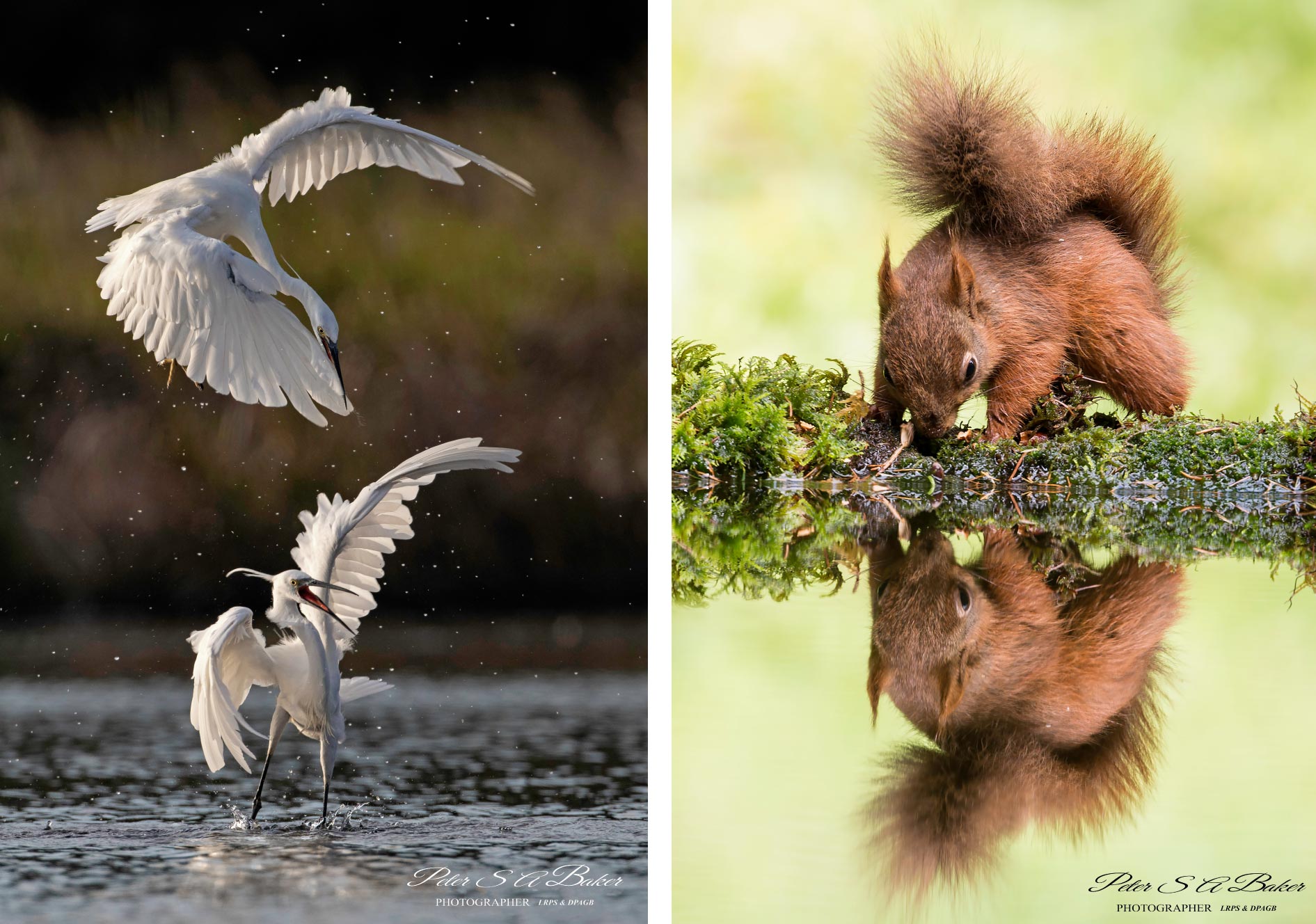 Battling Egretss and Squirrel