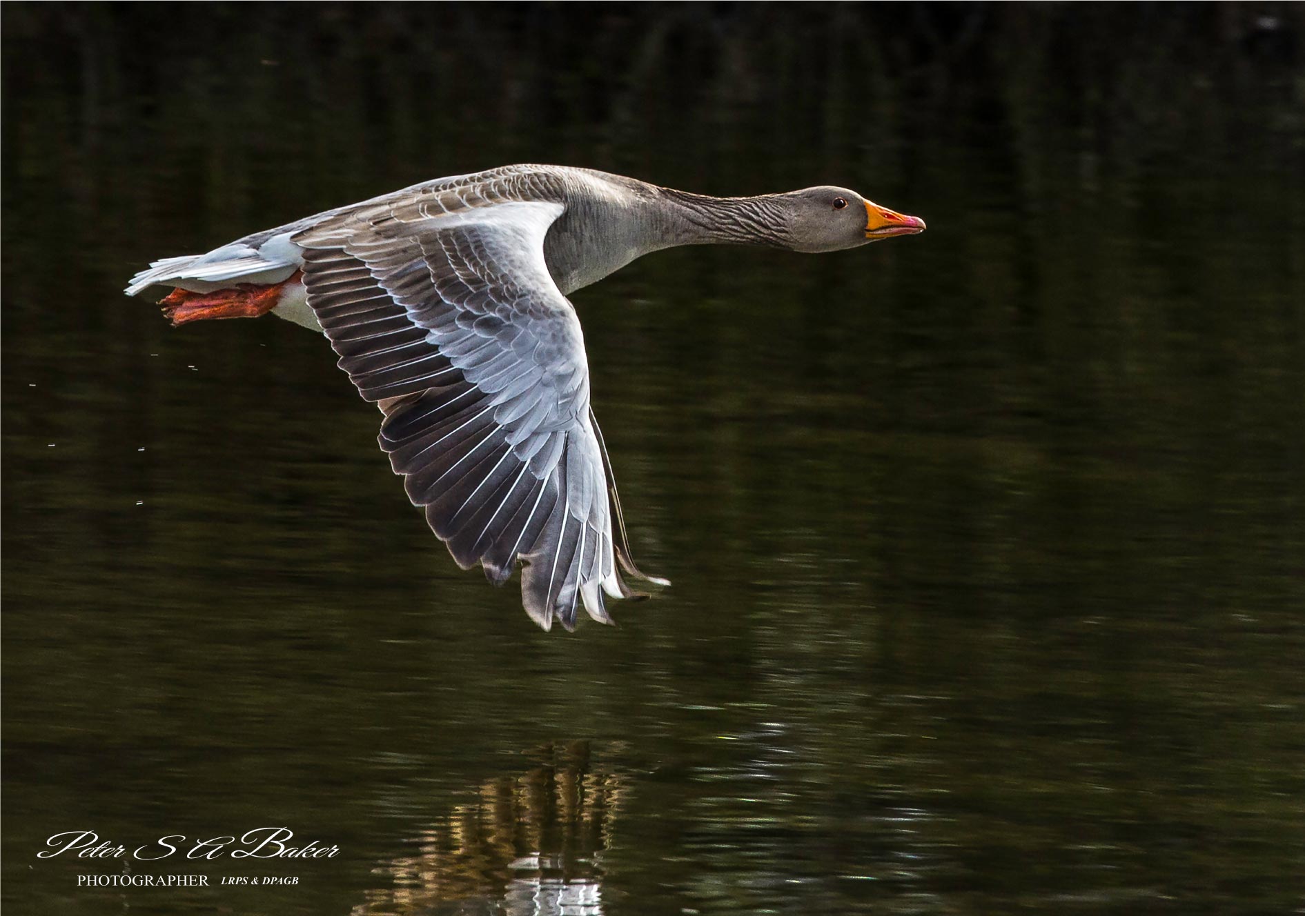 Greylag-Goose-in-Flight