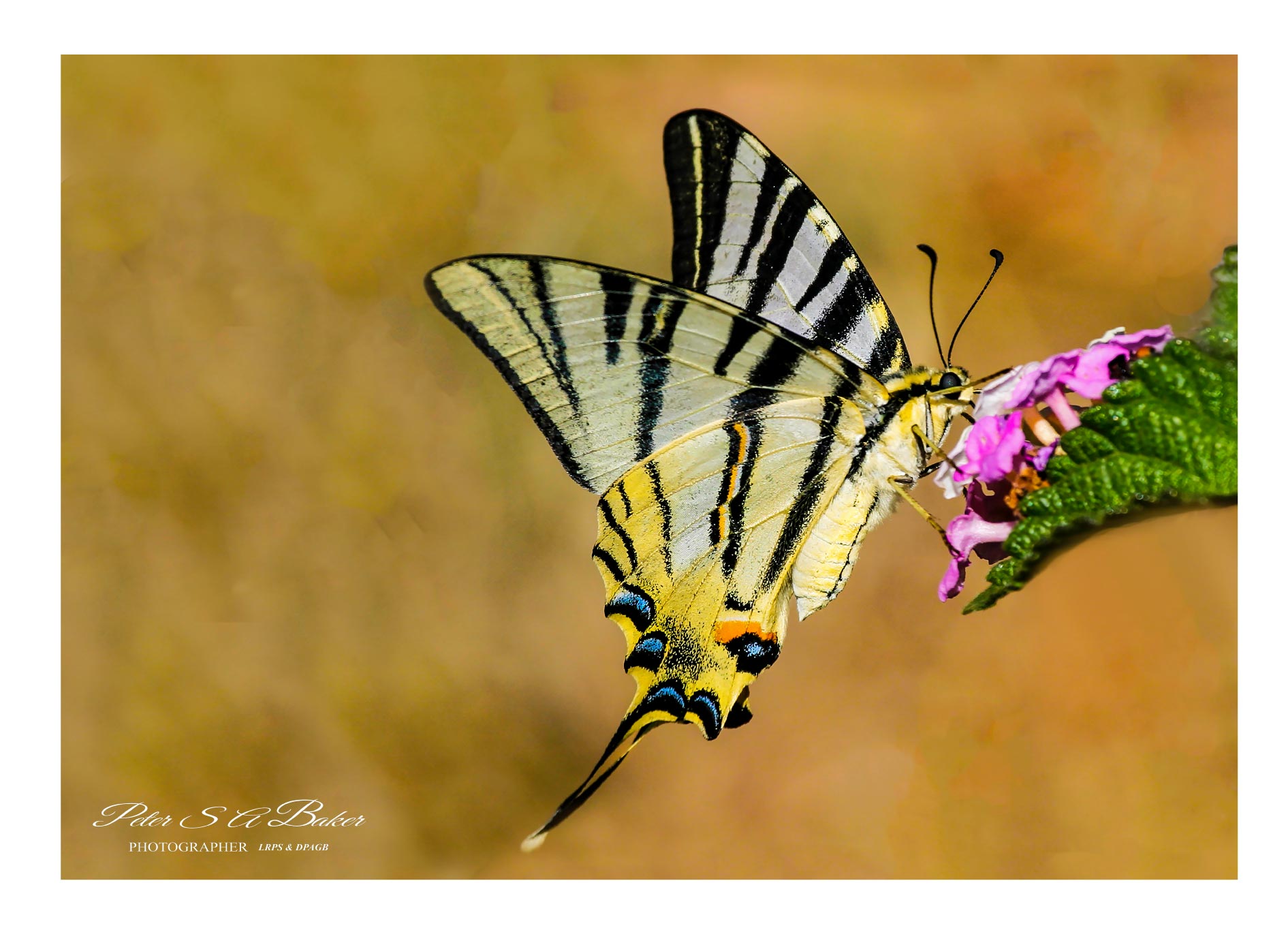 Swallowtail-Butterfly