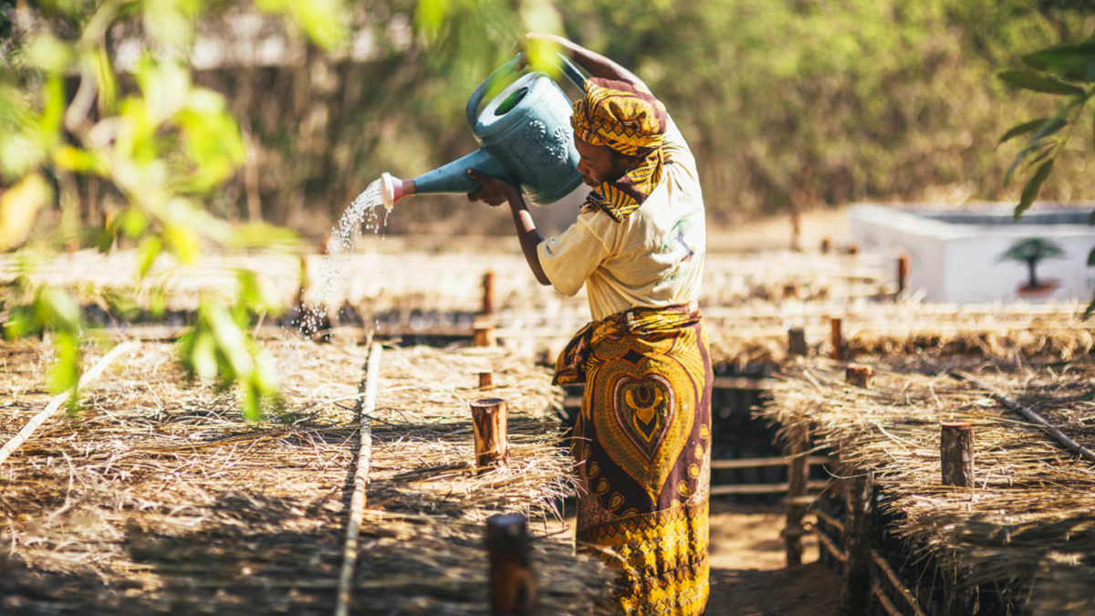 Woman Planting New Trees