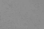 Grey swatch
